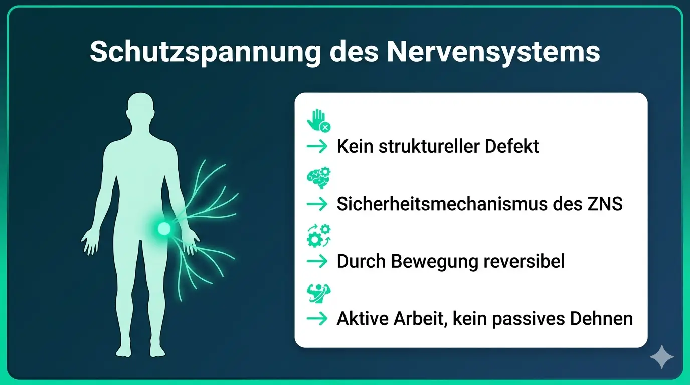 Infografik Schutzspannung des Nervensystems: Hüftbeuger-Steifigkeit ist kein struktureller Defekt sondern ein Sicherheitsmechanismus des ZNS – reversibel durch aktive Bewegung