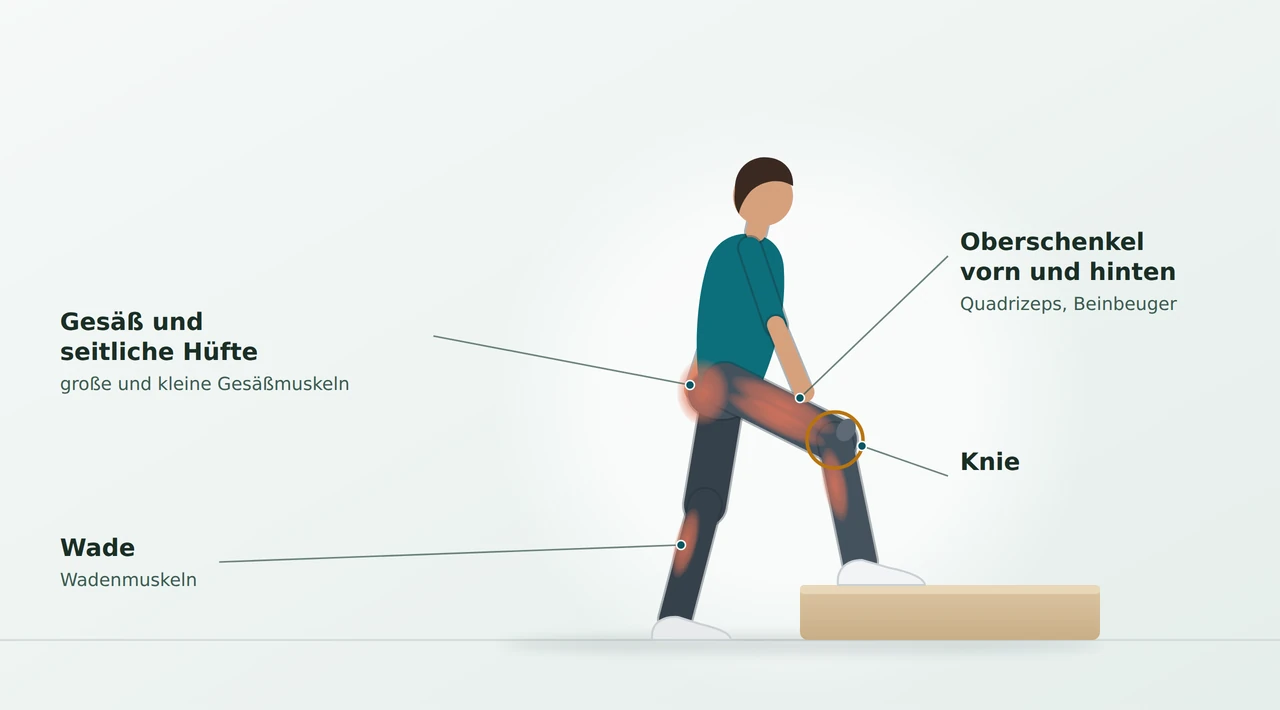 Illustration: Person steigt auf eine niedrige Stufe; markiert sind Oberschenkel vorn und hinten, Gesäß mit seitlicher Hüfte, Wade und das Knie.